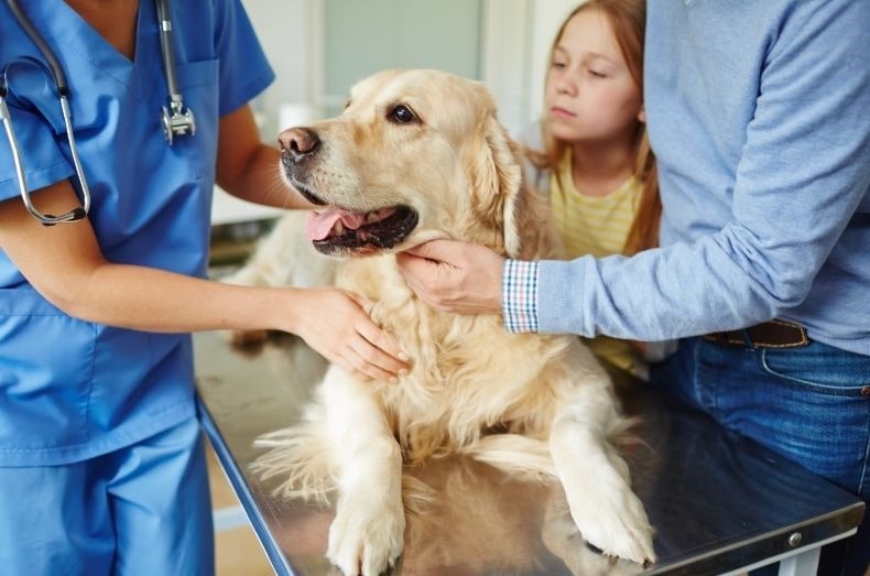 Pet Insurance